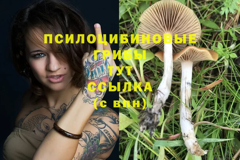 как найти закладки  Пыталово  Галлюциногенные грибы Psilocybe 